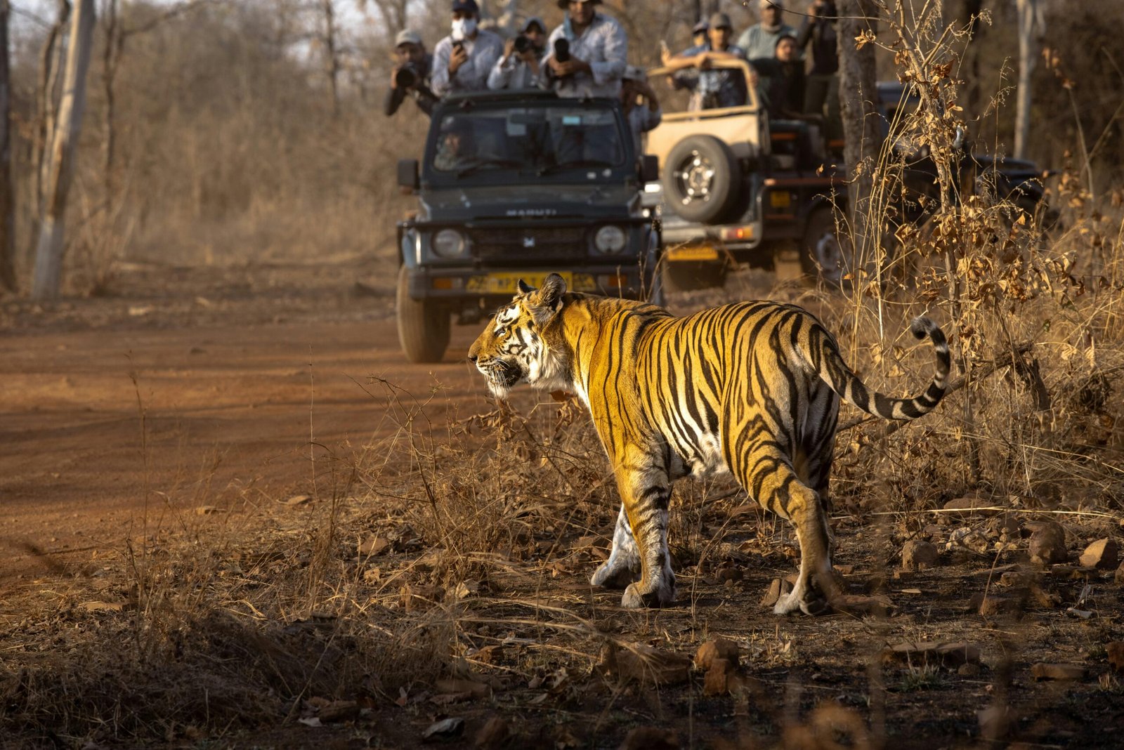 Tadoba Wildlife Safaris Tour